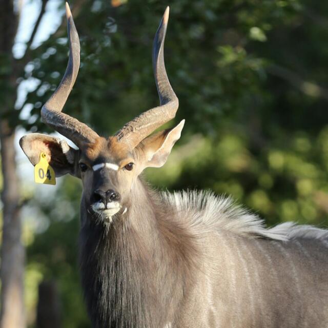 WoodyCapeWild's tweet image. 'Lord Tungsten' measured 32 5/8" and still growing! The next world record on its way!