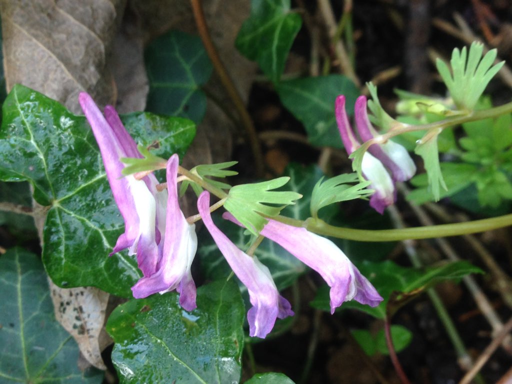 SurreyBotany's tweet photo. Staying with the Fumitories, I think this is Corydalis solida, in Oxford! https://t.co/Bf3Xx09bGE