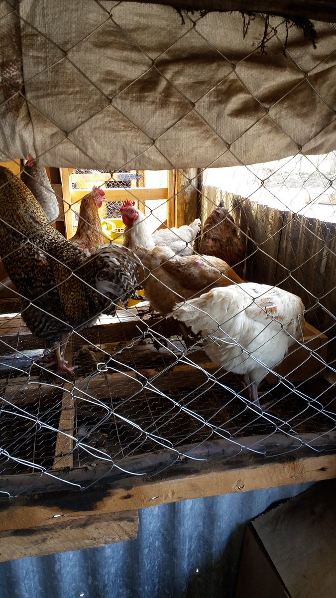 Getting 100% fertile eggs frm our farm. <a href="/DaddieMarto/">Martin Githinji</a> <a href="/SeedsOfGoldTV/">Seeds Of Gold TV</a>