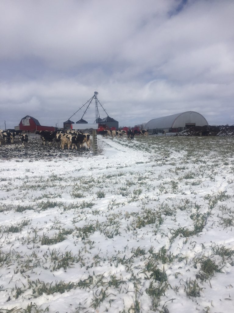 ReaderJones's tweet image. Where's a cowboy when you need one? #calvesareout