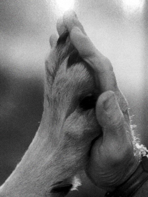 Ecogranjero's tweet photo. No al matrato animal! https://t.co/d1VZz1Bzwr