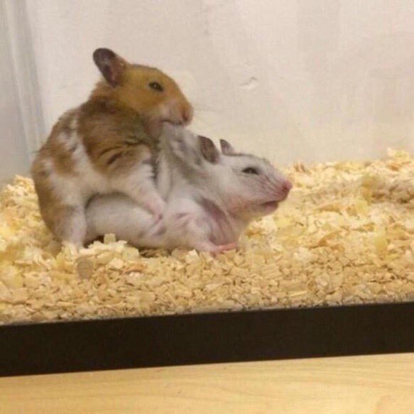 "Pull my hair daddy"