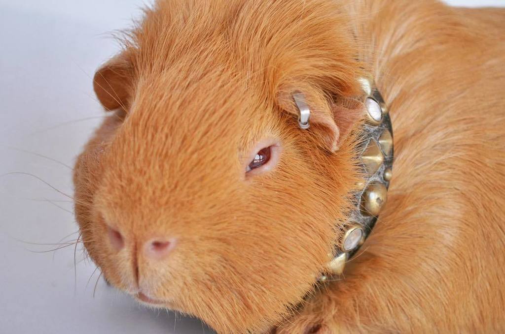 Pacocollars's tweet photo. Punk Rock Pig #xdog #cavynation #notjustfordogs https://t.co/zxX9ZO6PWT