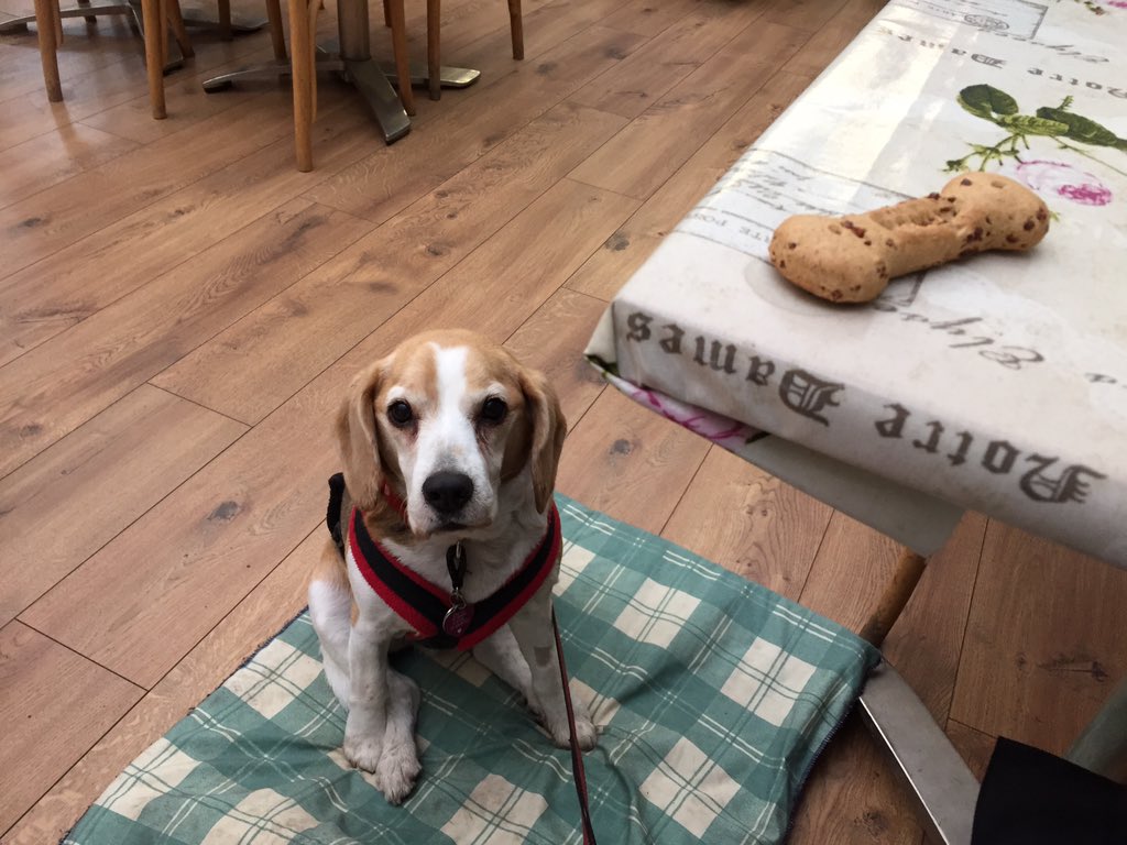 Raffa2006's tweet image. Today on my holibobs I saw a pretty bridge, got a biccy bone in da dog friendly cafe and went shopping🐶