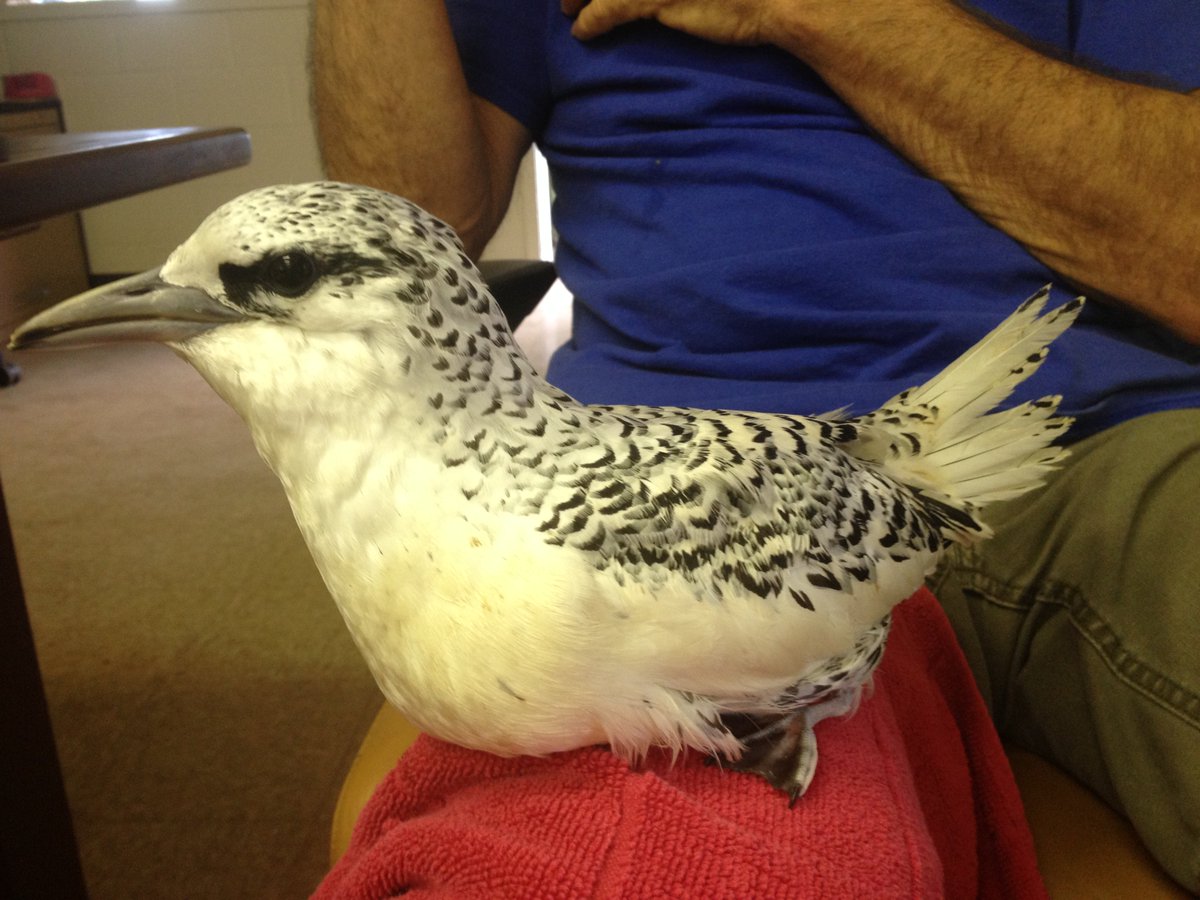 Previous rescued White-tailed Tropicbird! #Tropicbird #Saveourseabirds #Maui #seabirds