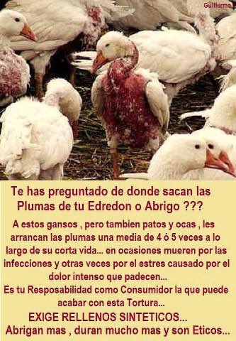 qtf's tweet photo. #programaQTF
Los animales sufren porque a muchos les quitan las plumas vivos. https://t.co/VBZobKDz2J