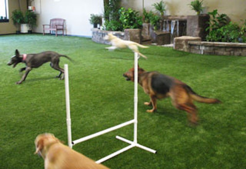 synlawnok's tweet image. We will design a #petsystem that keeps your #dogs clean and happy.
Call 866-758-7888 today