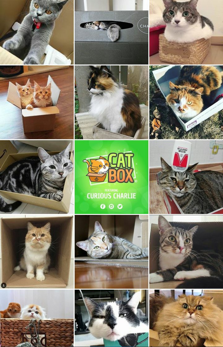 catboxgame's tweet photo. Our instagram has cute cats in boxes - check it! https://t.co/J8hdc1QwvE https://t.co/3yS99WRieb