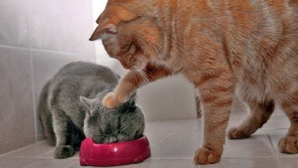 Pazoo_Inc's tweet photo. 11 reasons cats make you happier and healthier... https://t.co/RXgQ5TSAjG https://t.co/ORz4DvC9Nx