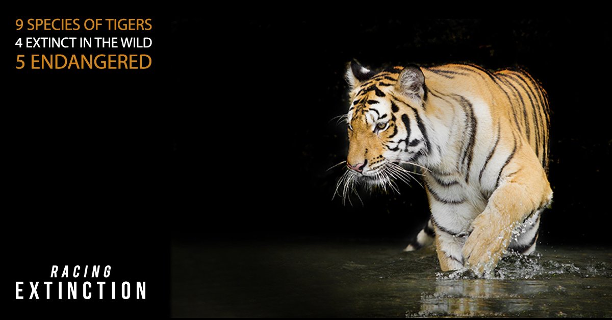 It's not too late for the last #tigers but we must act now >> bit.ly/1Sipd59 #WorldWildlifeDay