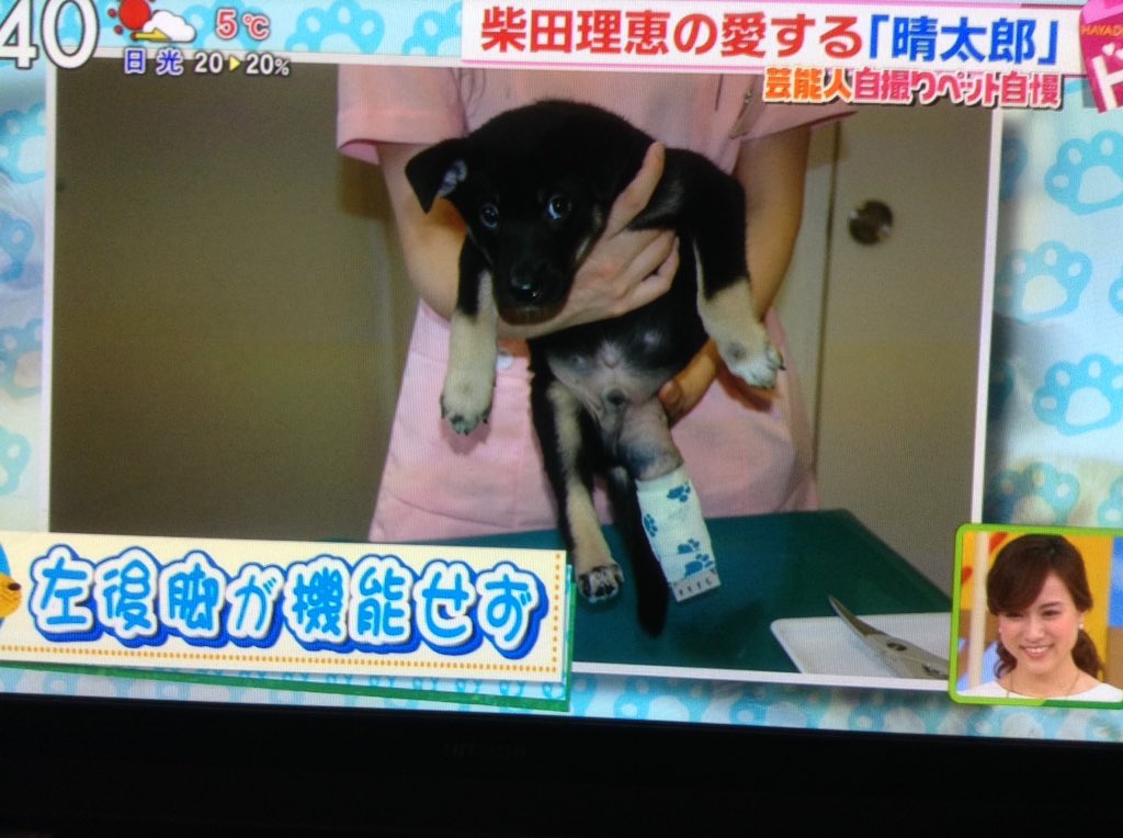 Eggy Merurin おはよ 今朝は はやドキより柴田理恵さんの愛犬 晴太郎クンでお目覚め 3本足でダンボールに捨てられてた彼は 柴田さんに溺愛されて元気に育ってます T Co Skymtimdtg