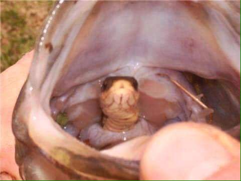 TTraqueurs's tweet photo. #bass #fishing #peche #achigan https://t.co/s2mOXP2kZU