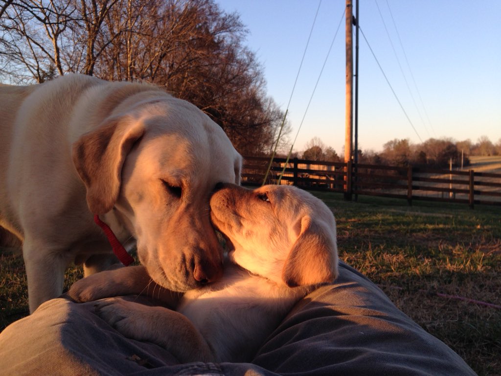 Nothing like the love between her mother and #lab #pup.