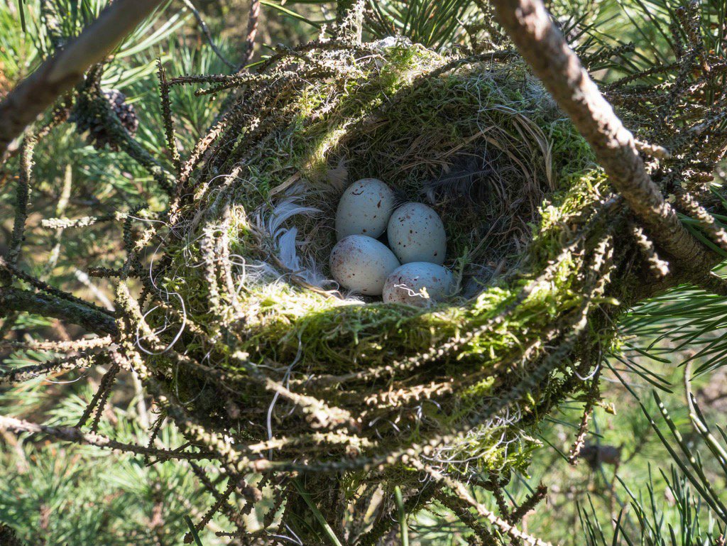 Nestfinders5978's tweet photo. 60ft in a Sitka Spruce on #Dartmoor in February a Crossbill nest holds 4 eggs.The male feeds his female at the nest https://t.co/Tej9wdEbXF