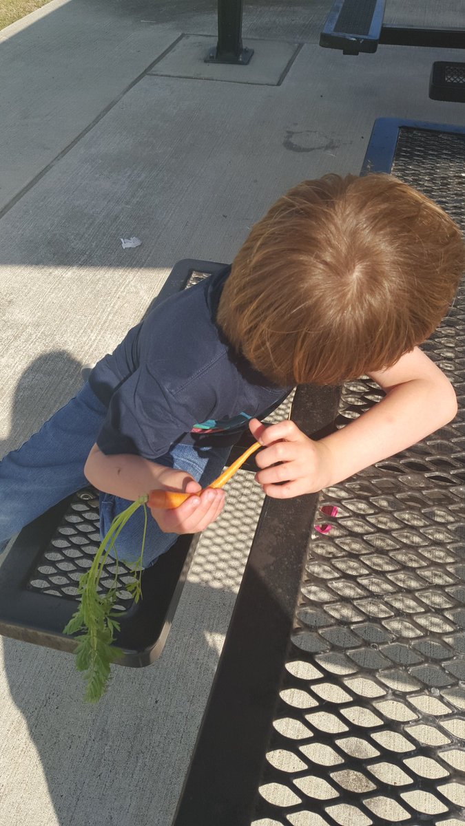 Amanda_Norwood_'s tweet photo. Just a boy and his carrot. I think he will be a farmer one day #gardenknowledge #ABawesome @CFISDKeith https://t.co/DNTTJmSD6s