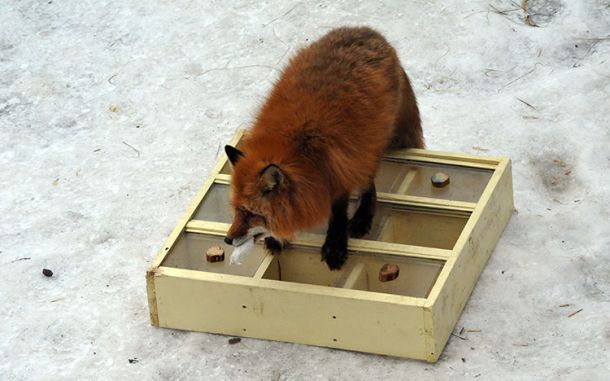 lb2vlad's tweet photo. 🐵 В Московском зоопарке изобрели кормушку-головоломку 🐺. Сейчас её тестируют лисицы. https://t.co/m5FMvIdru2 https://t.co/6fk6v6tDMG