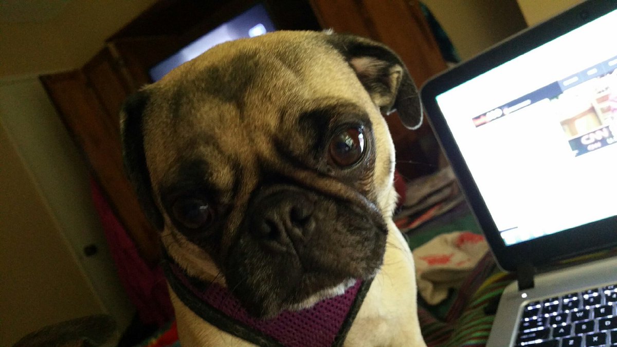 shitsnotsafe's tweet photo. #PugChat day!!!! https://t.co/cD8vTjI2Dv
