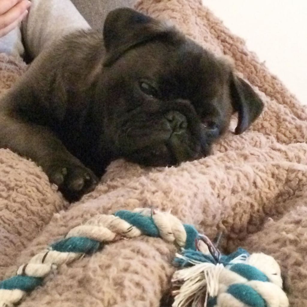 Puglee_Pug's tweet photo. "Time to chill with my humans"๐ถ๐ค #cute #pugsofinstagram #pugsofscotland #pugs #chilling #platinumpug #pugnation #puโฆ https://t.co/dGzzBy88Xi