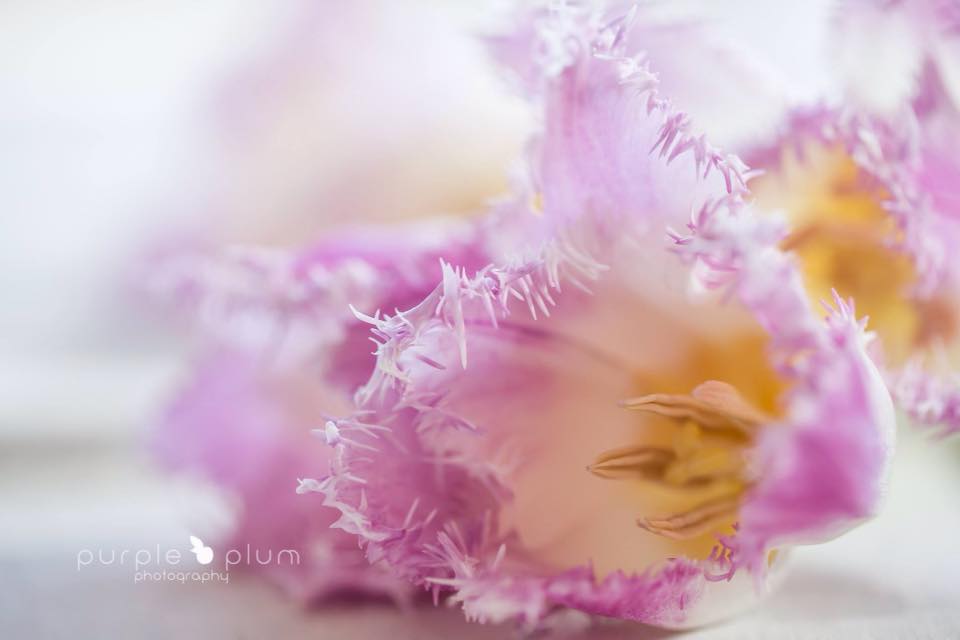 Image_Adventure's tweet photo. Image of the Day © Eula Mickelborg
https://t.co/yRzjrzVdTD  
#photography #photographer #join_in #promote https://t.co/4VjMIkD5db