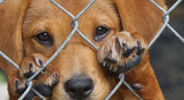 CRenfurecida's tweet photo. Hasta 30.000€ por abandonar o maltratar mascotas en Madrid.
RT si quieres esto en tu ciudad. https://t.co/KkxoH8ckbS https://t.co/HJDn1Iv71A