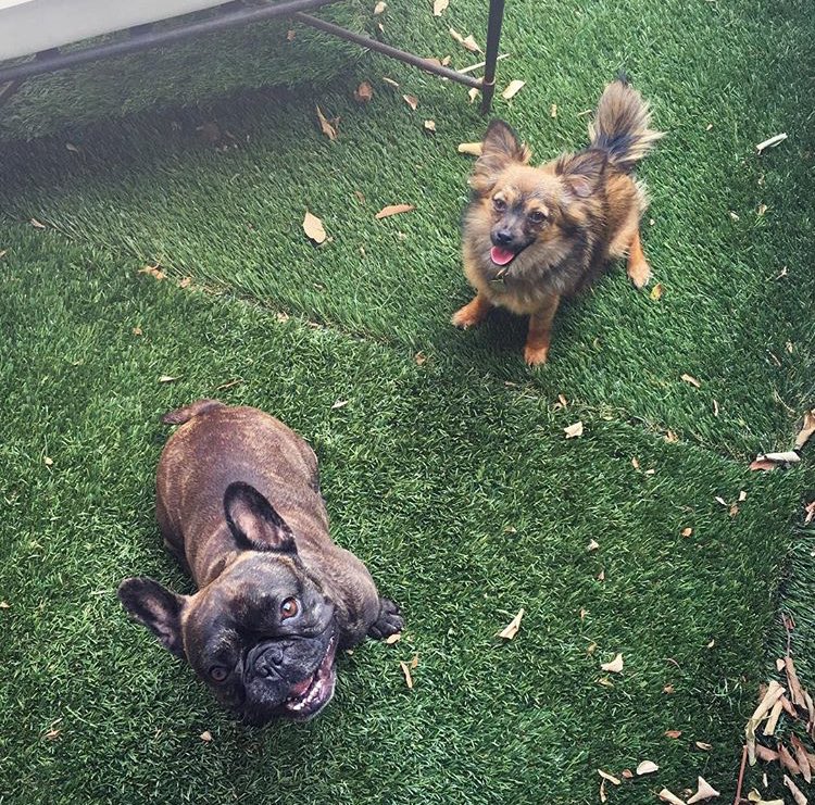 RubySlaber's tweet image. i met a new friend with mommy &amp;amp; daddy today! @EmmaSlaterDance @SashaFarber 💕 #rubythecreature