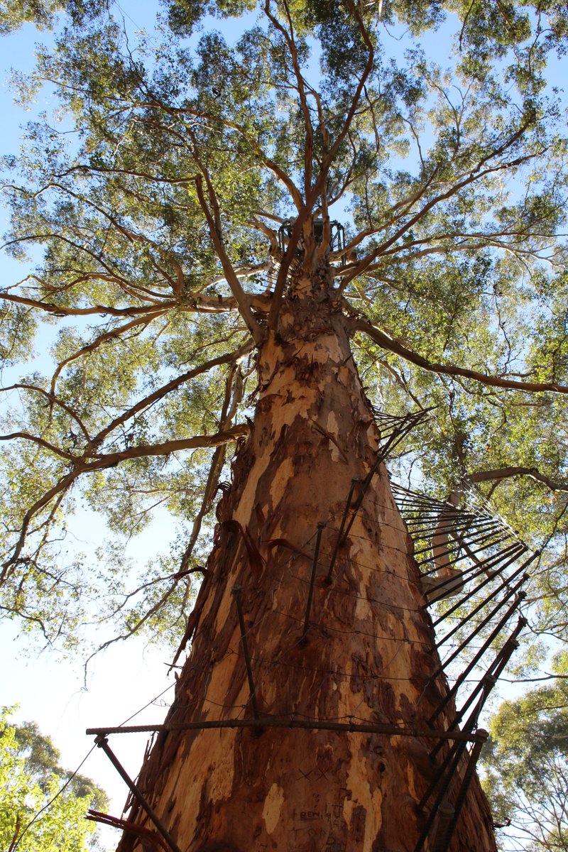 JBuettel's tweet photo. "Why, hello there tall (72m) tree, how about you let me climb you?" Great experience! #gloucestertree #stunning https://t.co/kxDCstPa2h