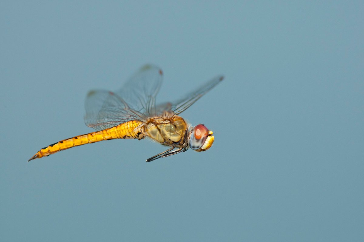Dragonfly MDP tweet media
