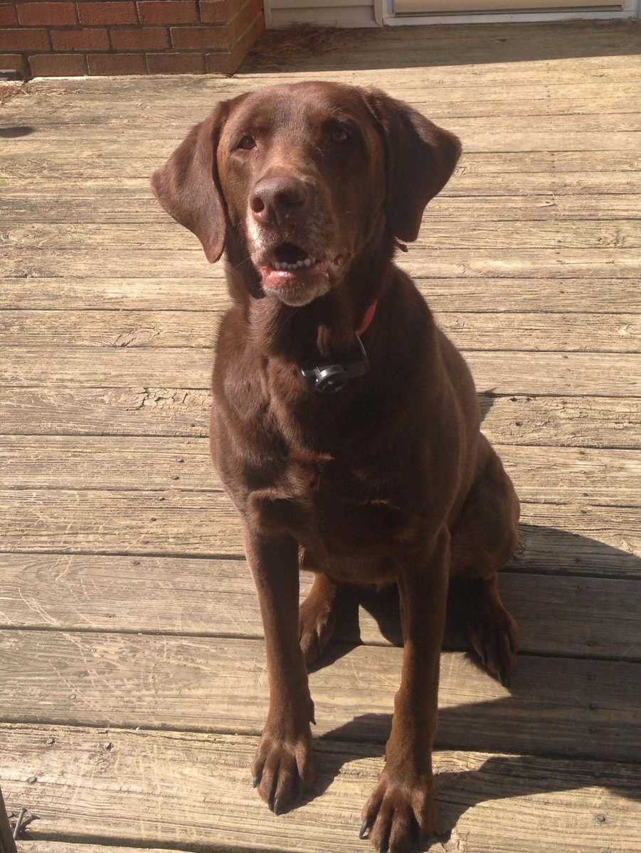 TheLifeofLabs's tweet photo. Enjoying a beautiful afternoon 🐾☀️🐾. #HumpDay #dogsoftwitter #labsoftwitter https://t.co/FG5rieMWS0