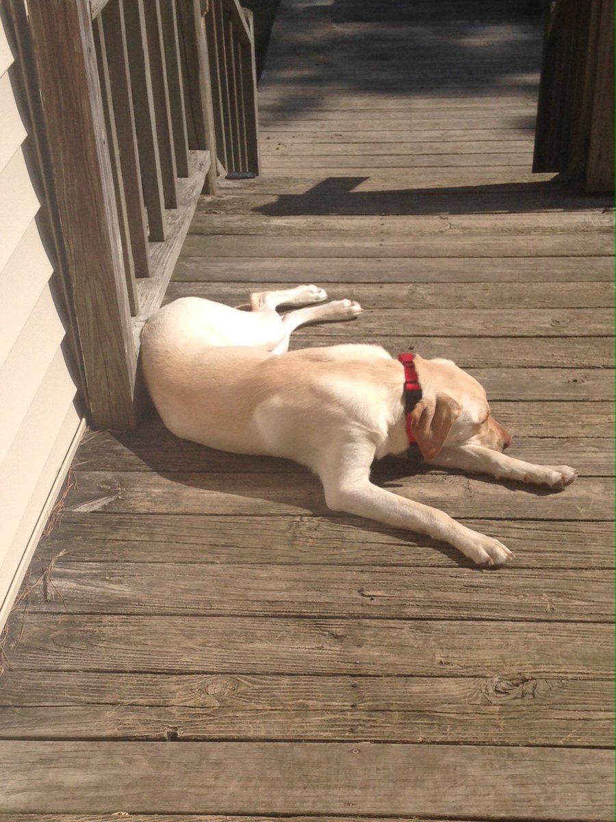 TheLifeofLabs's tweet photo. Enjoying a beautiful afternoon 🐾☀️🐾. #HumpDay #dogsoftwitter #labsoftwitter https://t.co/FG5rieMWS0