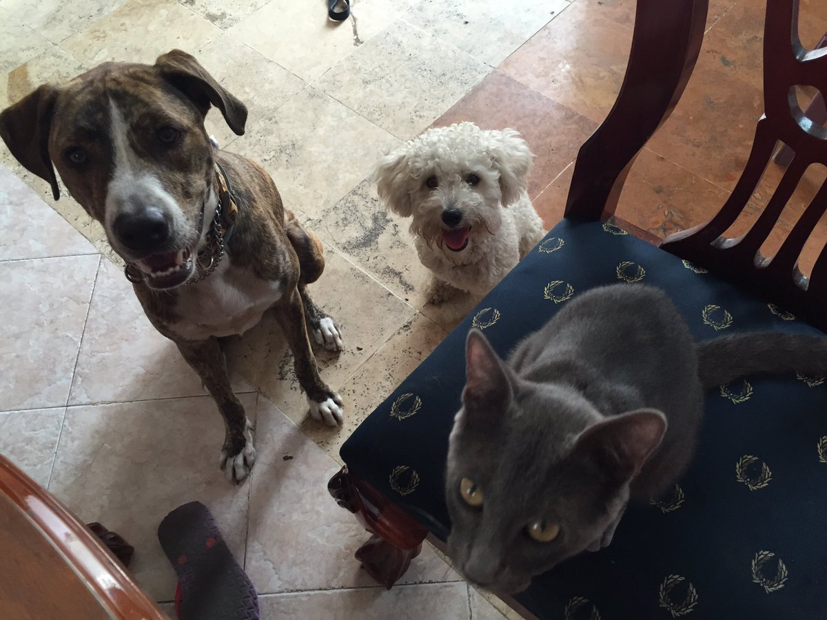 lulultp77's tweet photo. Los pequeños del hogar 😘 https://t.co/NlmY1Euv7l
