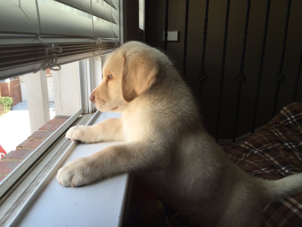 KuddlyKahlua's tweet photo. When is Mommy going to be home?!? #yellowlab #puppy #cutie #kuddlykahlua ๐พ๐พ https://t.co/FmUdjs1D9n