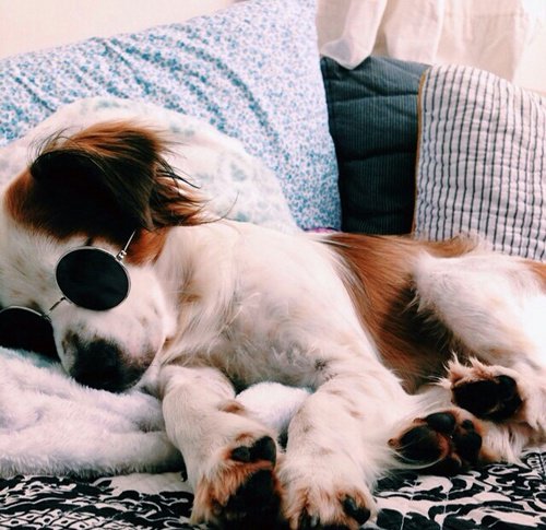 PuppyPorns's tweet photo. You'll never be as stylish as them using sunglasses https://t.co/gOhn6zkwwn