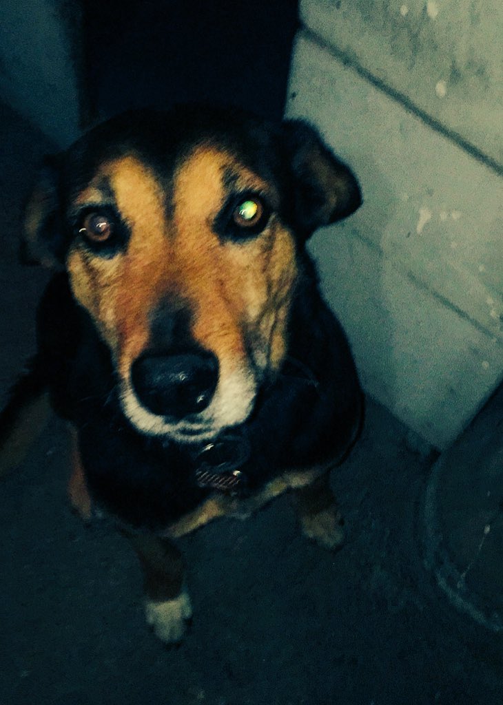 danielaracines's tweet photo. No cabe duda de que el ser vivo más hermoso sobre esta tierra es el perro. #Rufus #Fermin #Bigou #HuguitoAdolfo https://t.co/WfLmLmDGQH