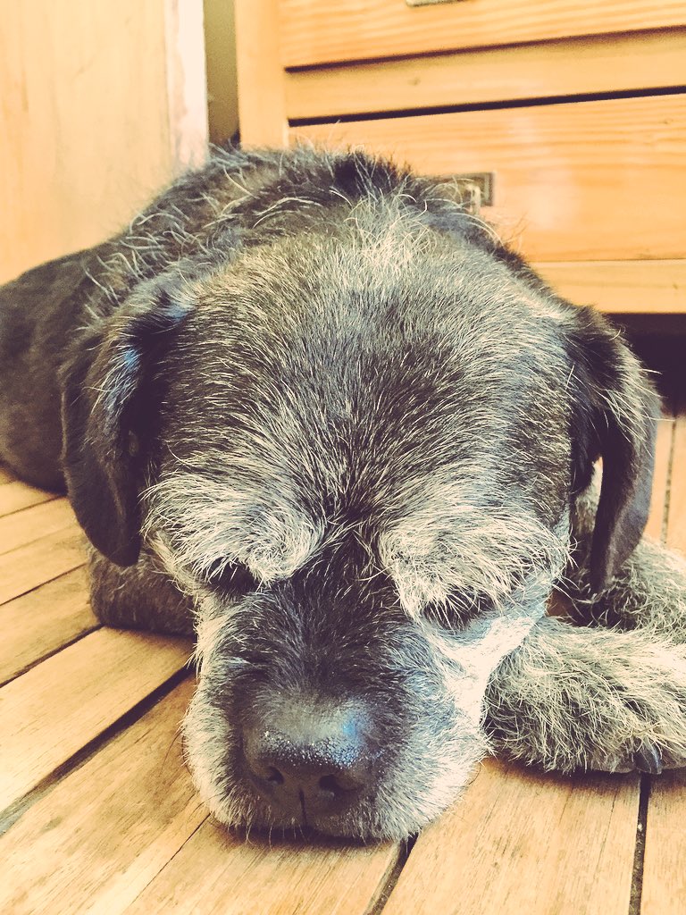 danielaracines's tweet photo. No cabe duda de que el ser vivo más hermoso sobre esta tierra es el perro. #Rufus #Fermin #Bigou #HuguitoAdolfo https://t.co/WfLmLmDGQH