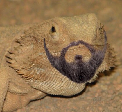 TadCooperDragon's tweet photo. #RenewGalavant Because I'm growing my own #KingsBeard! #TadCooper https://t.co/qiDDTlV8Mn