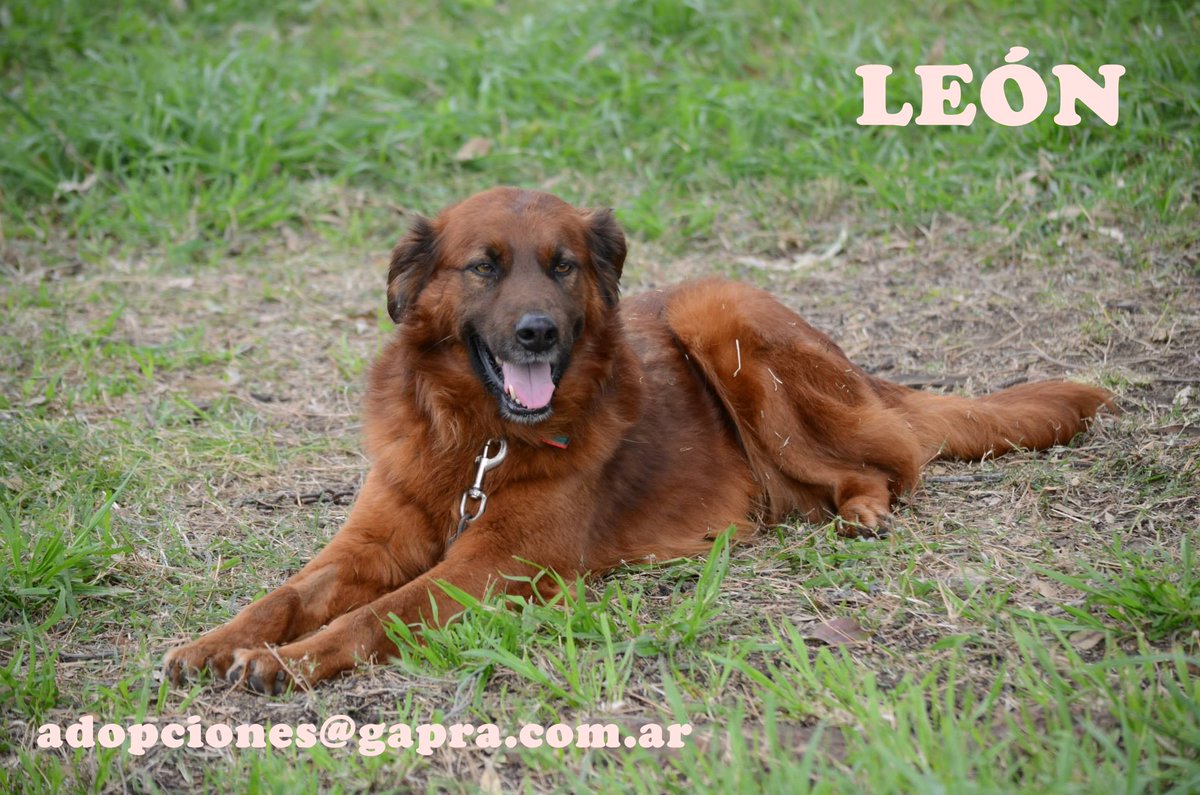 LEÓN...
CONTACTO: adopciones@gapra.com.ar / madrinas@gapra.com.ar
facebook.com/RefugioGapra