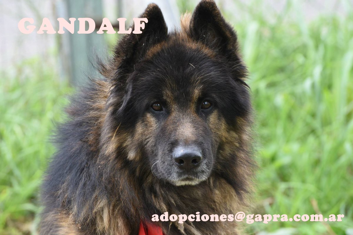 GANDALF..
CONTACTO: adopciones@gapra.com.ar / madrinas@gapra.com.ar
facebook.com/RefugioGapra