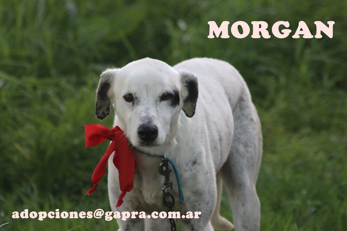 MORGAN...
CONTACTO: adopciones@gapra.com.ar / madrinas@gapra.com.ar
facebook.com/RefugioGapra