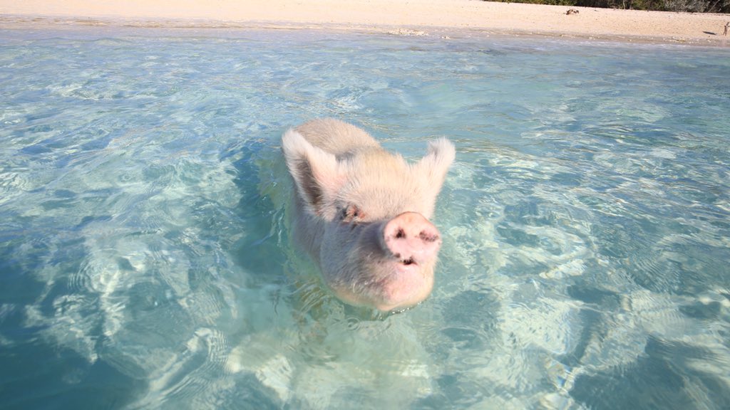 Here's  rare picture of me in the ocean