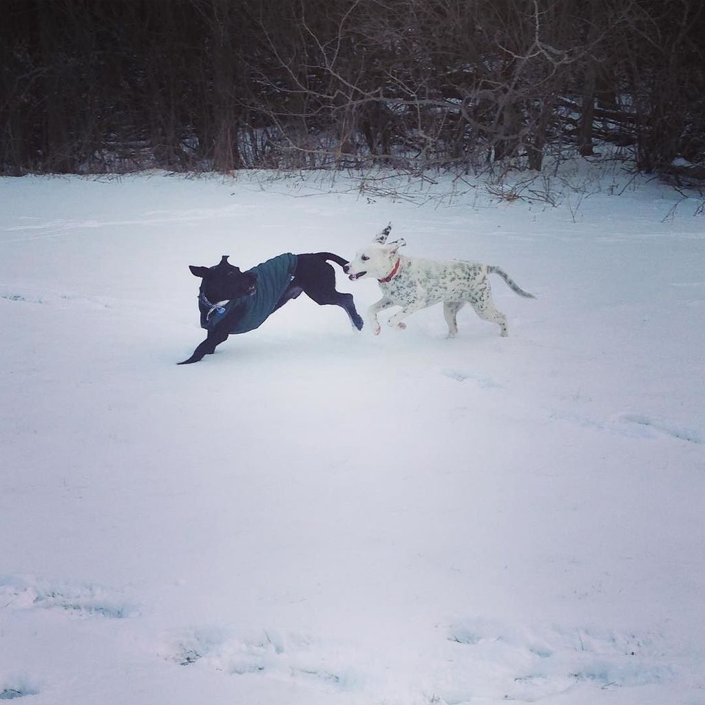 jvincentwrites's tweet photo. Got to go for a walk and play with @hjw43 and Bowie today! Perdi was so happy! 💛 #lifeofpe… https://t.co/bzjiCKyjqJ https://t.co/IFUC3Q0tkr