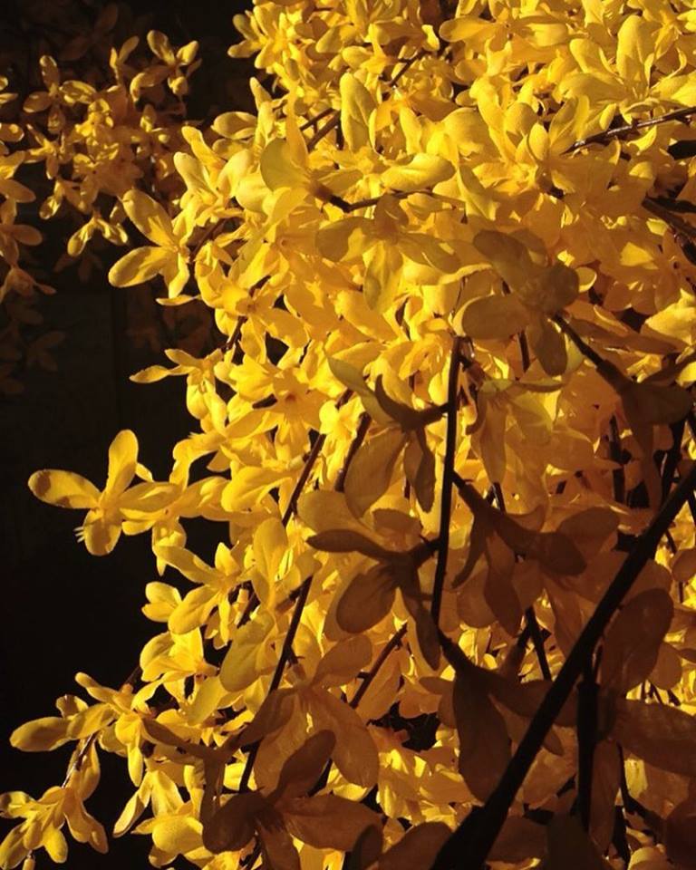 EventricityLLC's tweet photo. Spring is in the air #forsythia #eventricity #queenofhearts follow us: https://t.co/4ItbHVt69b !!! https://t.co/NJU3WoJfsn