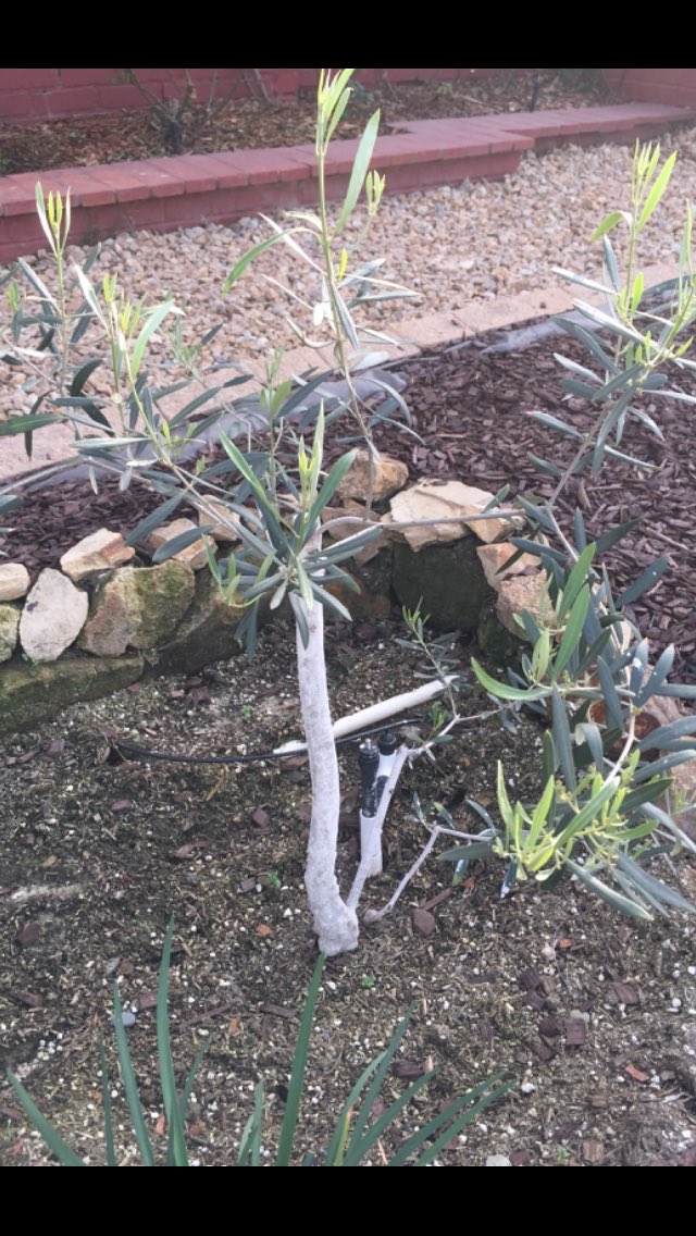 IV_Organics's tweet photo. #olive #olivetree protected with #IVOrganics #treeguard #paint to prevent #sunburn #treeburn #sunblock protection https://t.co/EuPLtrbZLA