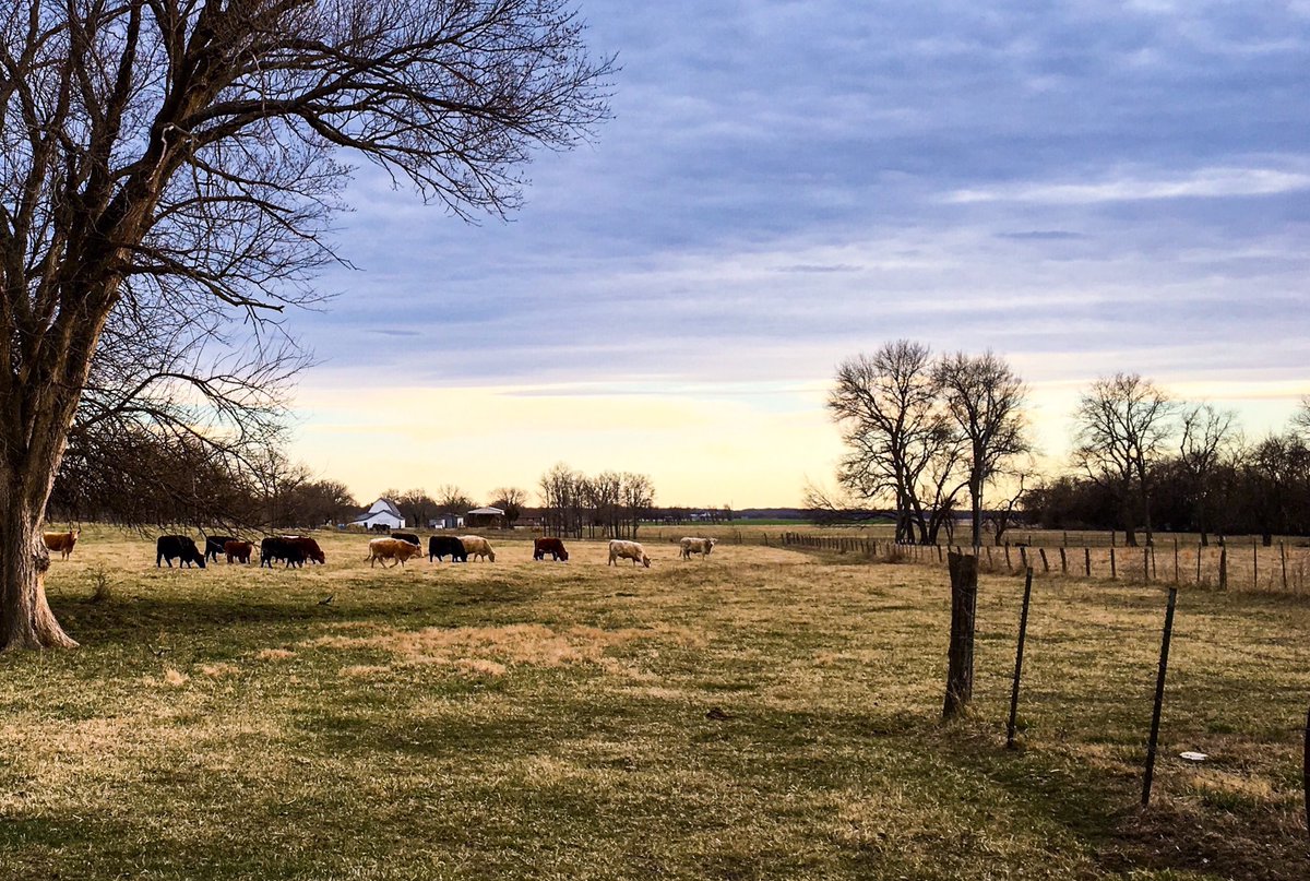 markileaming's tweet image. #MarkLPicofDay for March 2, 2016: #7daysofnature Day 3: Grass-fed beef on pasture with the onset of calving near.