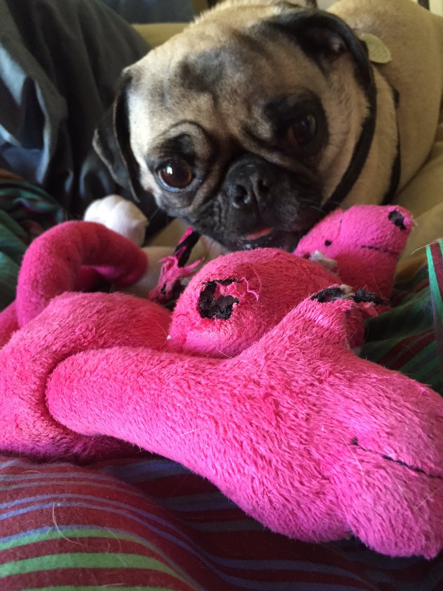 shitsnotsafe's tweet photo. Live shot!!!!! This is my favorite baby, Monkey!!! I always chew Monkey when mom is reading or watching TV! #PugChat https://t.co/Gbr8h4bOnN