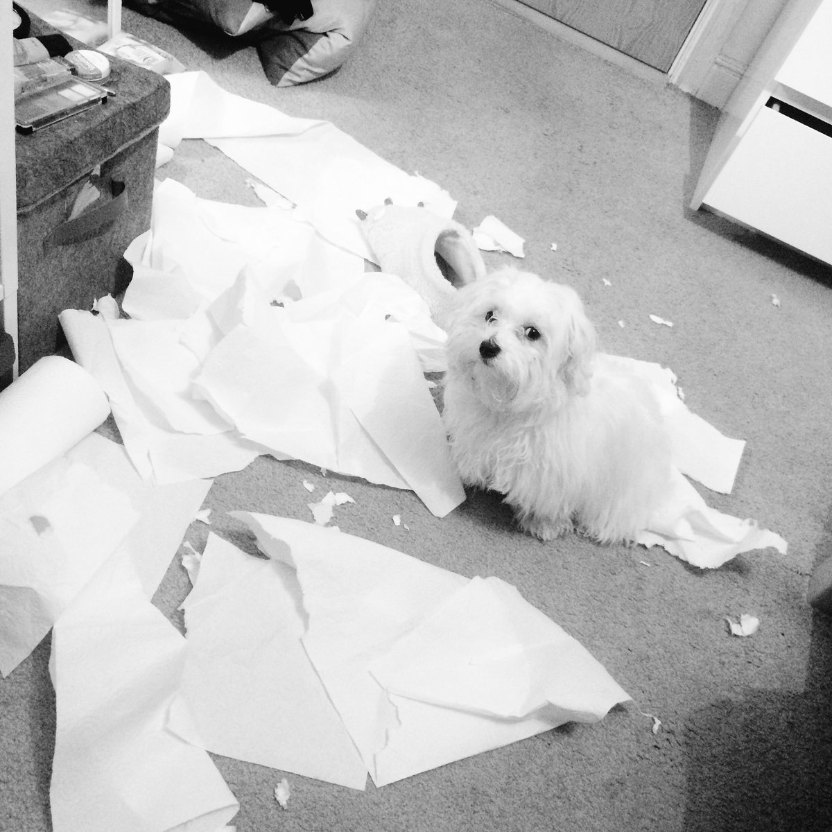 KitijaSkromane's tweet photo. Skatiens pasaka visu!! 😂😂🐶#rocky #bitchididntdoit https://t.co/YIpioDkA54