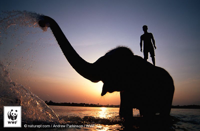 WWF_ID's tweet photo. RT untuk katakan TIDAK pada perburuan liar &amp; perdagangan satwa ilegal #WorldWildlifeDay https://t.co/HmhyIkpjs8