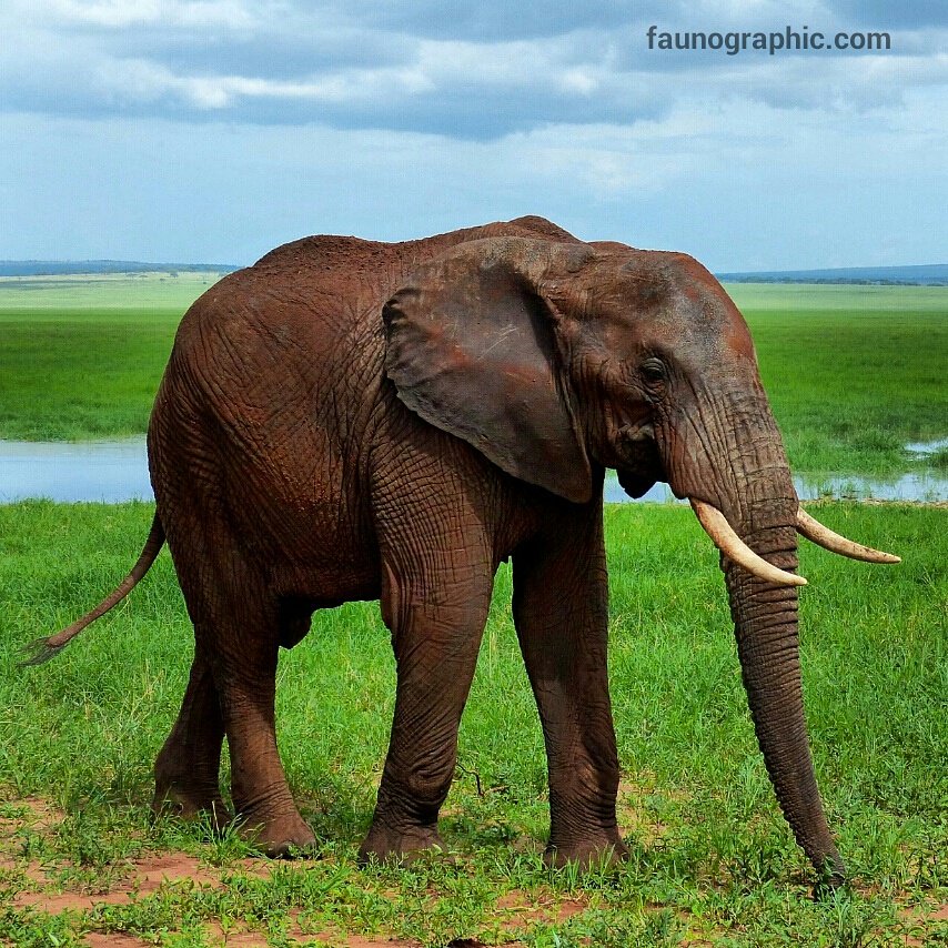 faunographic's tweet image. The future of eles is in our hands - let's work together &amp;amp; protect them! #WorldWildlifeDay #InOurHands