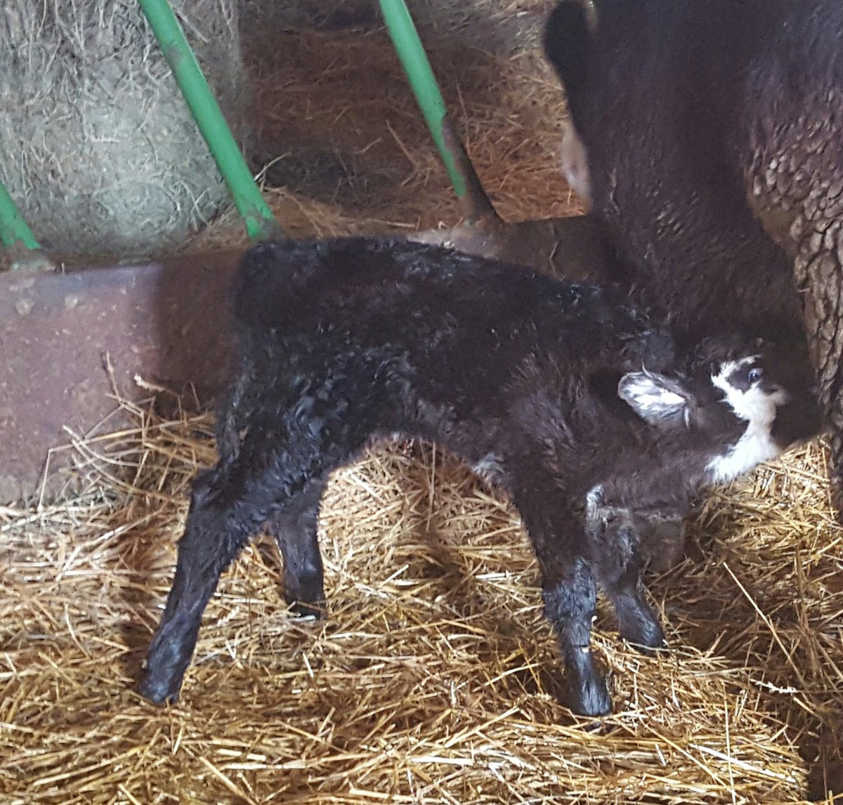 jagerbeef's tweet photo. Brockle face no worries heifer https://t.co/Qz13NHvl9v
