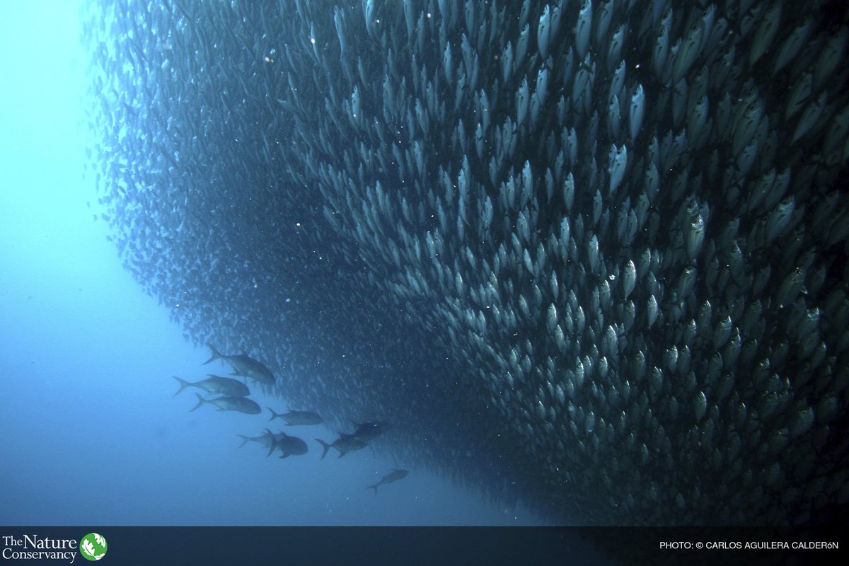 nature_org's tweet photo. Our oceans depend on us working together to create lasting solutions. https://t.co/41I8mS9YkO https://t.co/93fD7DFfxo