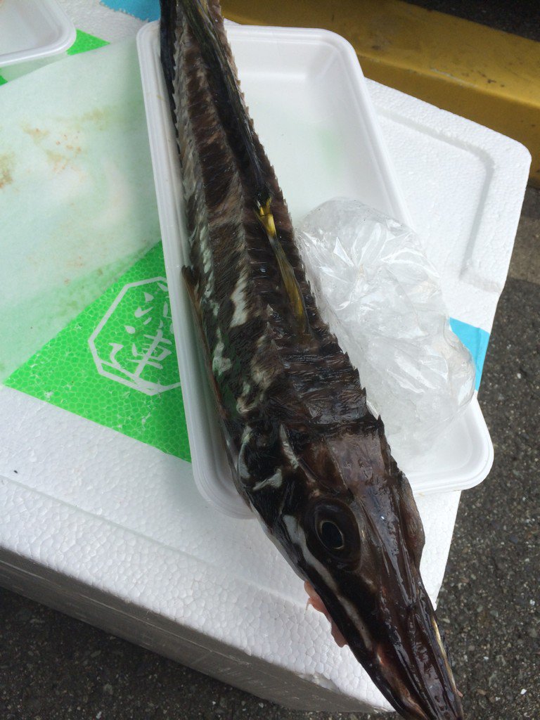 hatomoren's tweet photo. まいど❗️十三屋です。いーお天気で☀️ホッケに八角、天然ぶりetc…オススメです❗️お待ちしてます https://t.co/JaBz1JFOcA